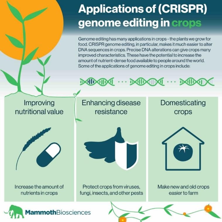 applications of crispr genome editing in crops